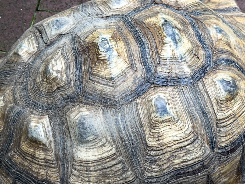 Close-up of a tortoise shell showcasing its intricate patterns and textures.