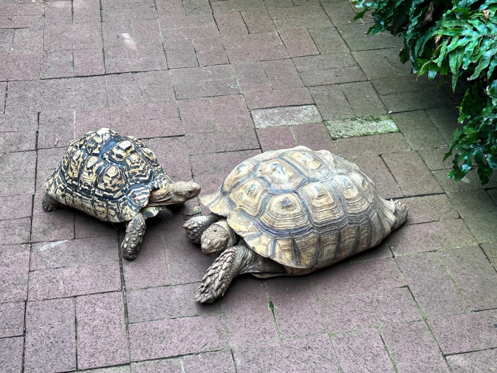 Two tortoises interacting on a paved pathway surrounded by greenery.