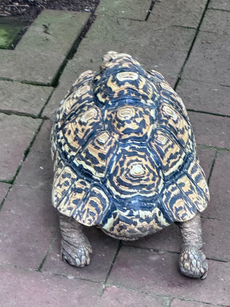 A tortoise walking on a brick path, showcasing its textured shell and limbs.